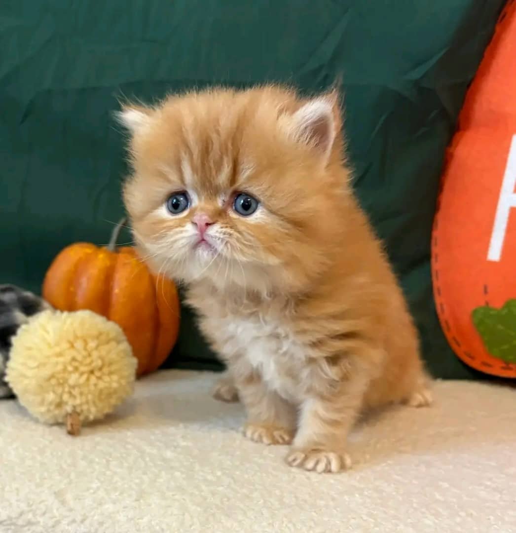 Doll face Persian kitten for sale California