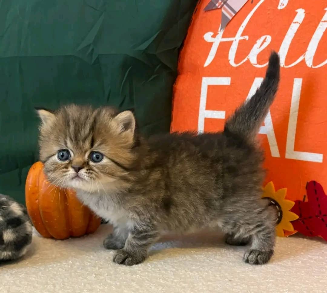 Long hair Persian kitten for sale