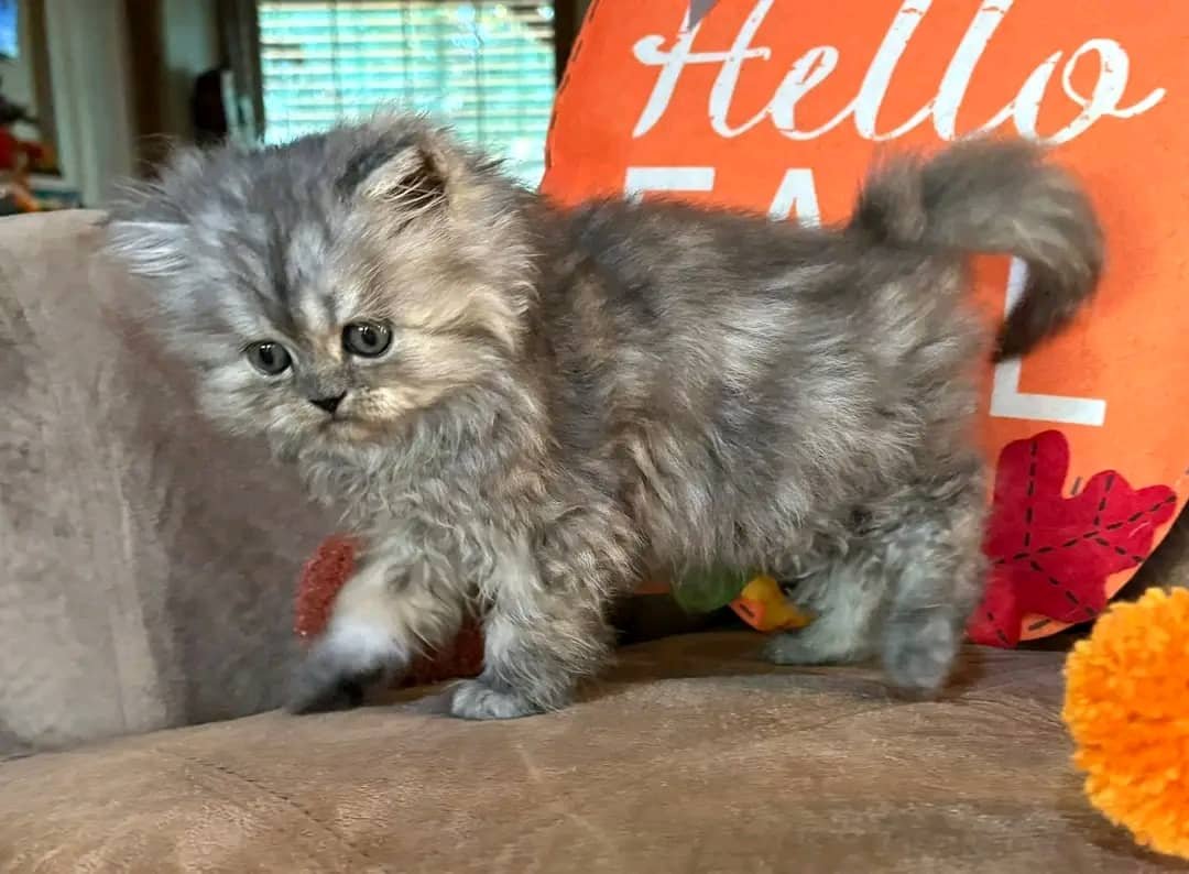 Max - Traditional Persian kitten California